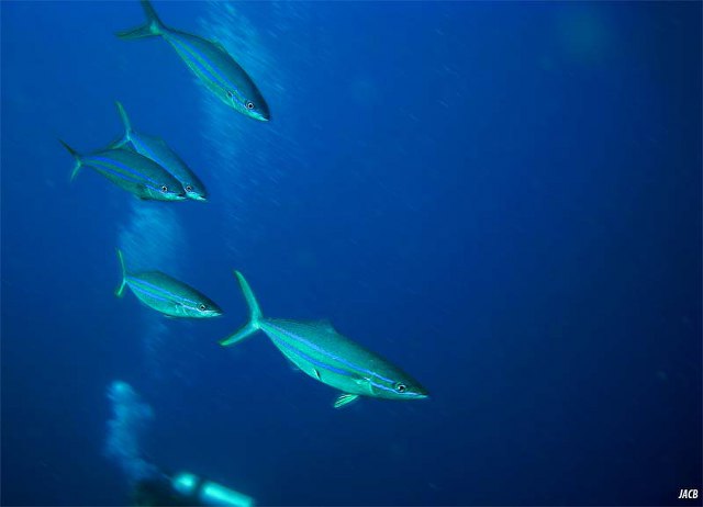 Elagatis bipinnulata (Quoy & Gaimard, 1825)